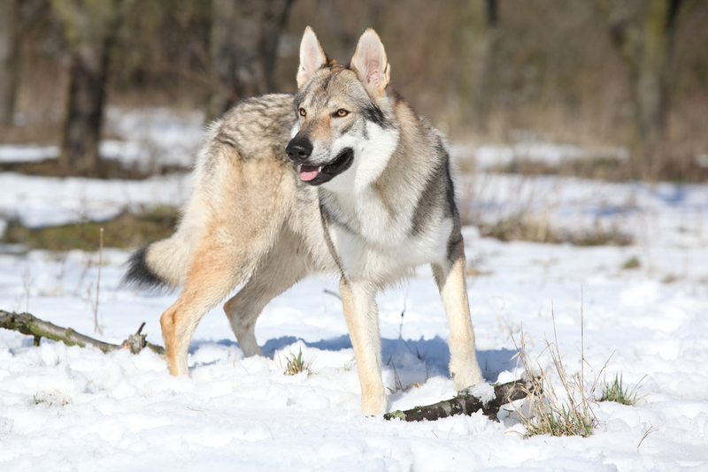 Perro lobo | Zuzule/Shutterstock 