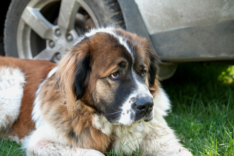 Perro guardián de Moscú | Alamy Stock Photo by Inga Myslovska