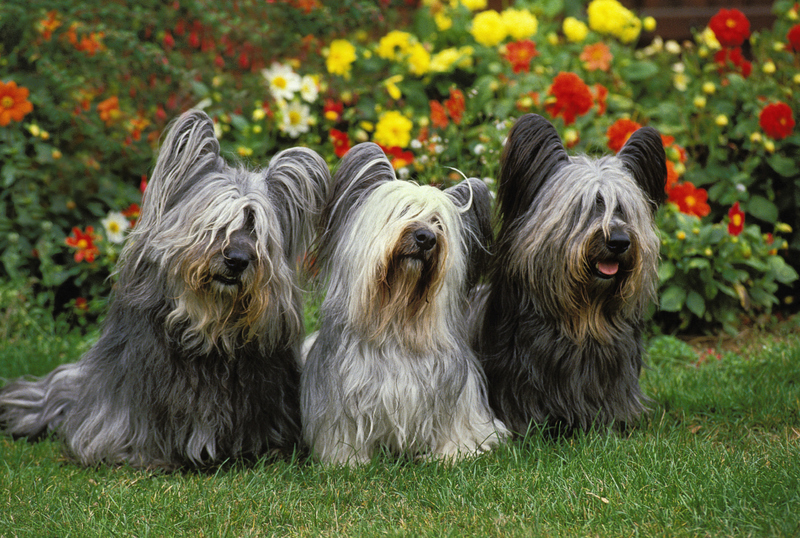 Skye terrier | Alamy Stock Photo by Arco/G. Lacz/Imagebroker