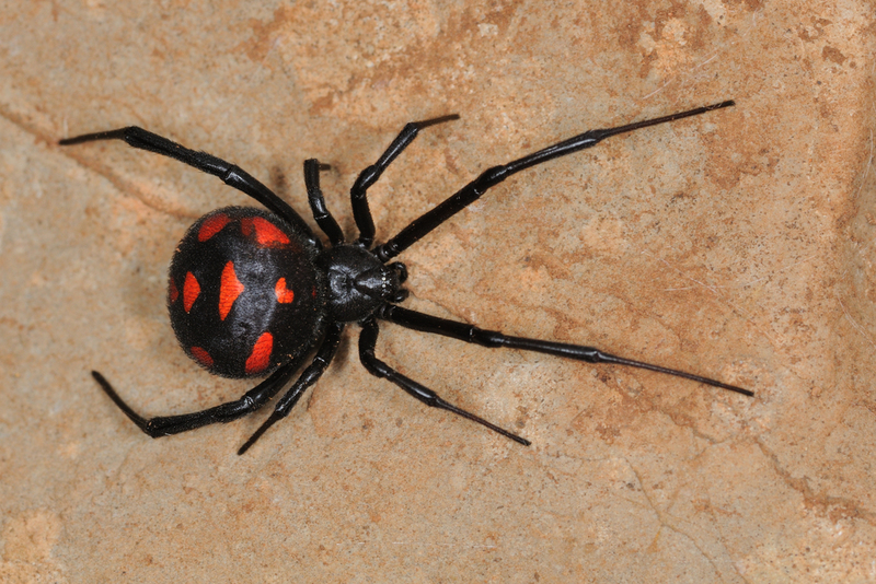 Mediterranean Black Widow | Shutterstock