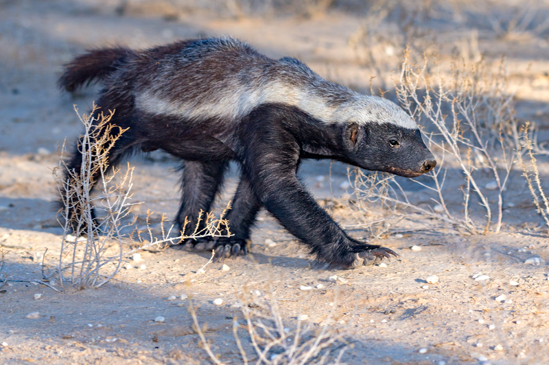 Honey Badger | Shutterstock