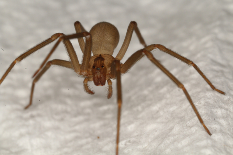 Brown Recluse | Shutterstock