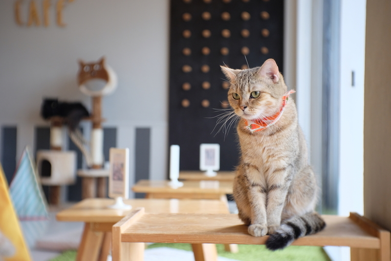 Coffee and a Cat | Shutterstock