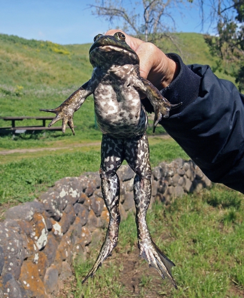 Touching Frogs or Toads Gives You Warts | Alamy Stock Photo