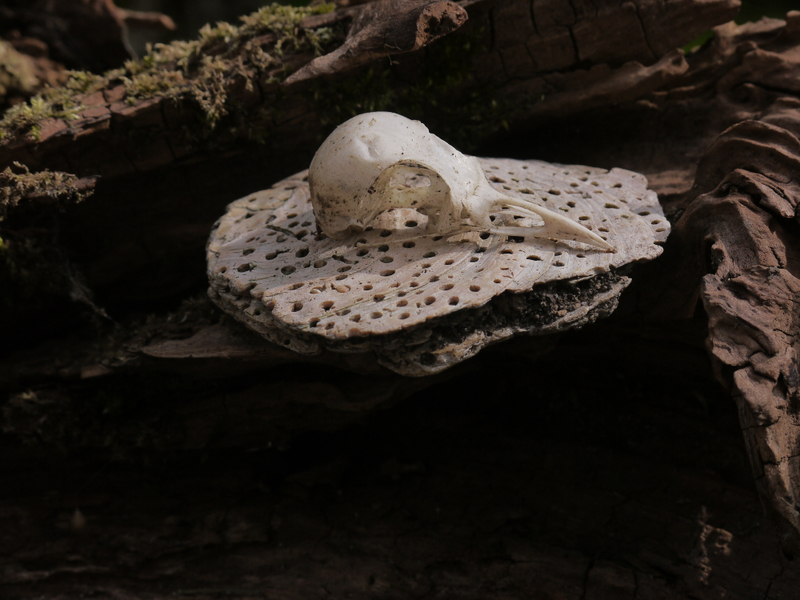 Cultures Using Sparrow Skulls as Money | Shutterstock