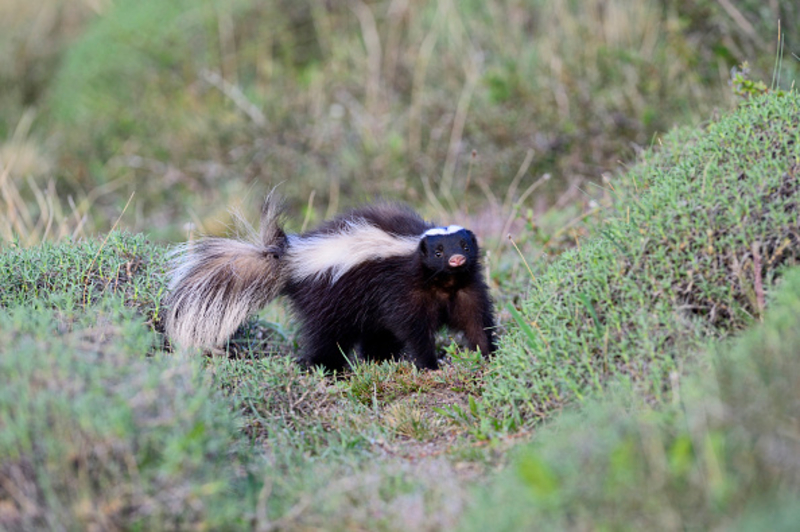 Un zorrillo que da pisotones y levanta la cola significa salir de la zona de rociado | Getty Images Photo by David Tipling/Universal Images Group 