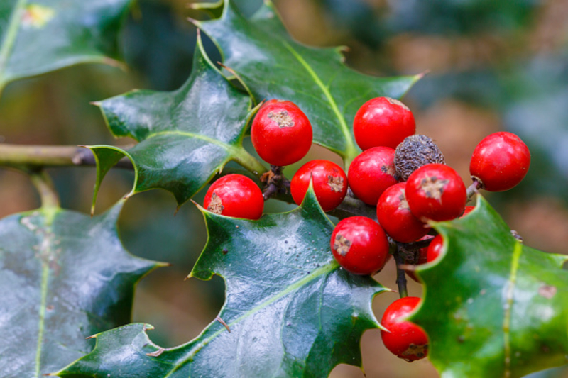 No comas bayas rojas en la naturaleza | Getty Images Photo by Mikel Bilbao /VW Pics/Universal Images Group