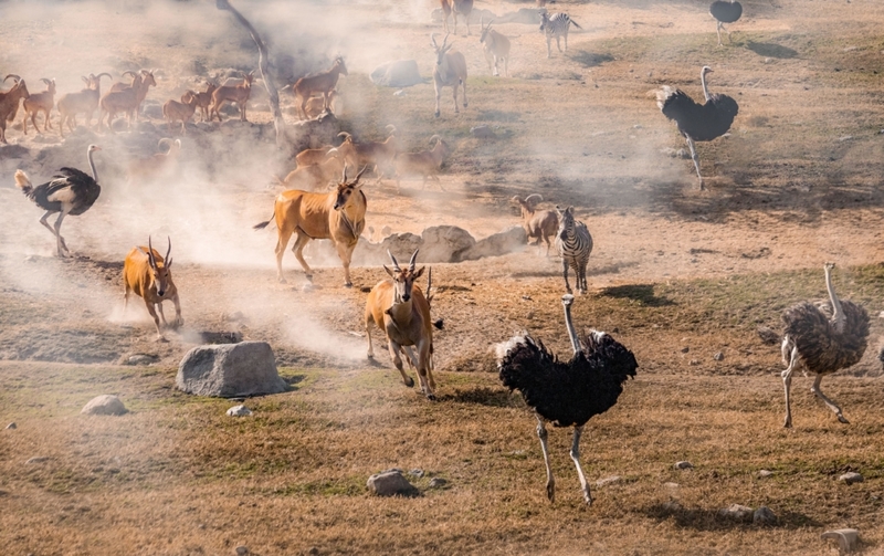 Pero si empiezan a correr hacia ti, podría significar un incendio | Alamy Stock Photo by Wirestock, Inc.