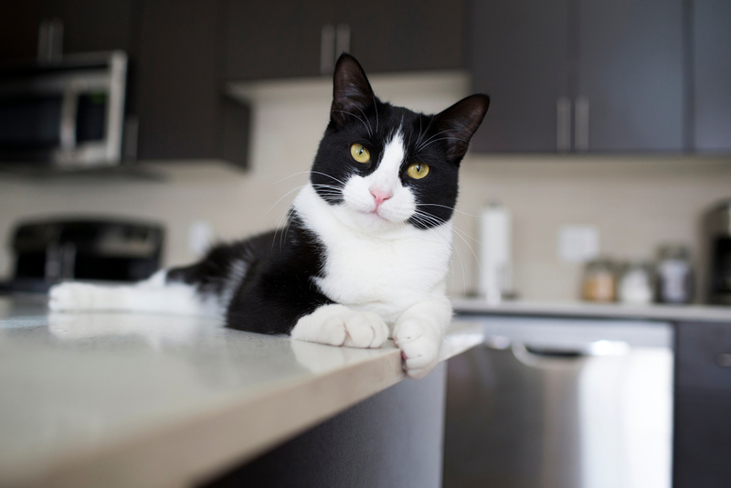 Keep Cats Off Using Tinfoil | Shutterstock Photo by Sarah McGraw