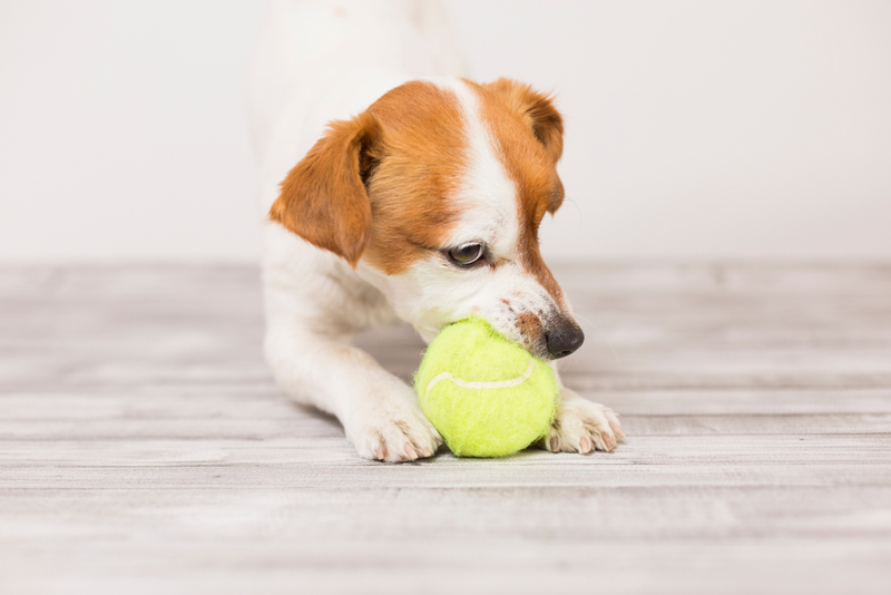 Keep Dogs Happy as They Snack | Shutterstock Photo by eva_blanco