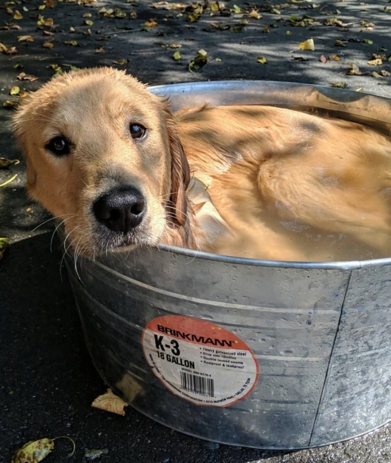 Time to Learn the Doggy Paddle | Reddit.com/TimTheToolMann