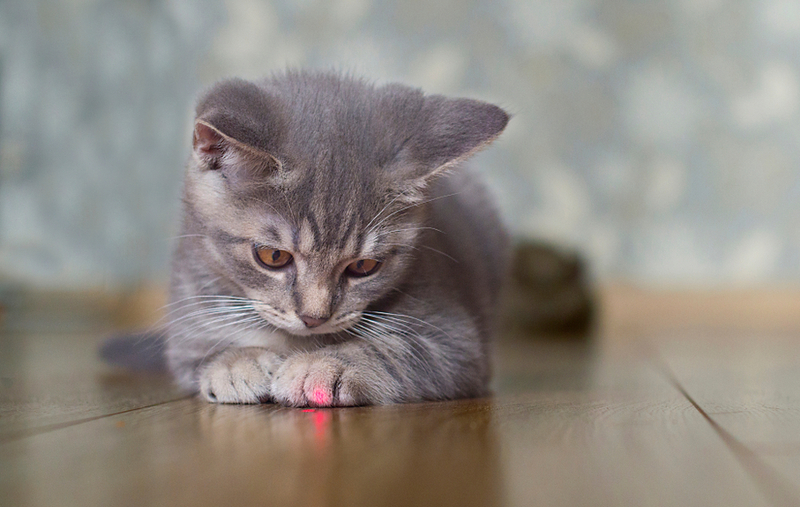 Reward Your Cat with a Treat After the Laser Pointer | Shutterstock Photo by movetheuniverse