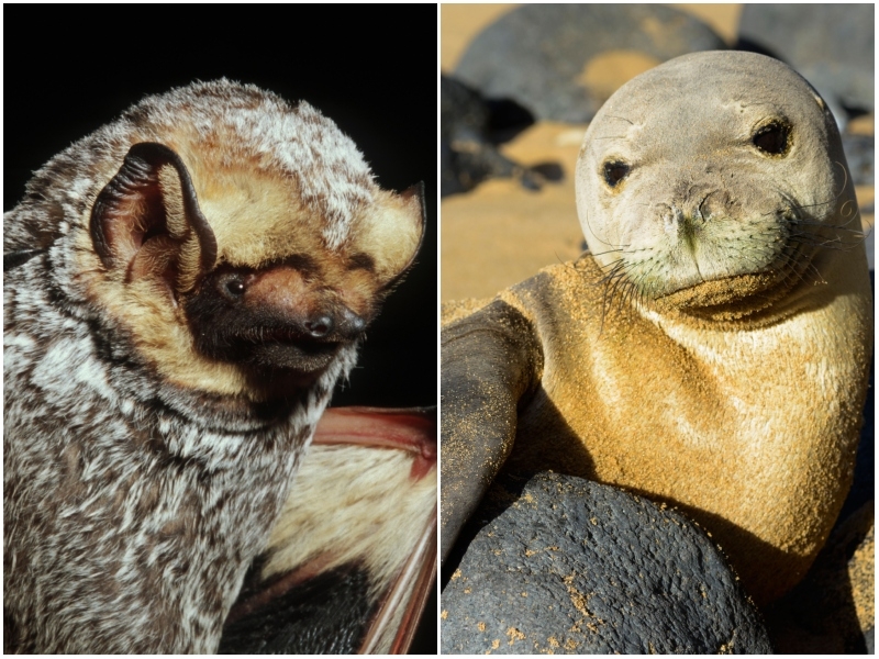 Only Two Native Mammals | Alamy Stock Photo by Nature Picture Library/Barry Mansell & Stelios Michael 