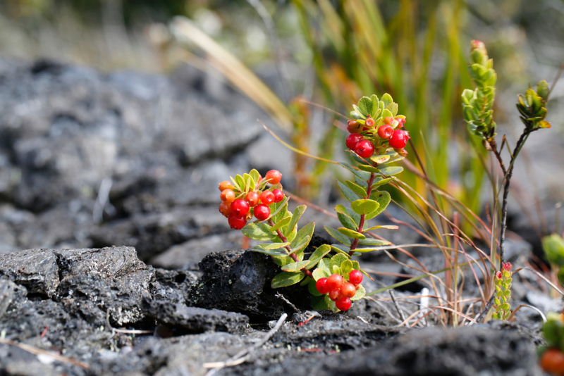 The Resilient Ohelo Plant | Alamy Stock Photo by imageBROKER.com GmbH & Co. KG/Michael Szönyi