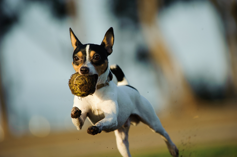 Foxterrier | everydoghasastory/Shutterstock 