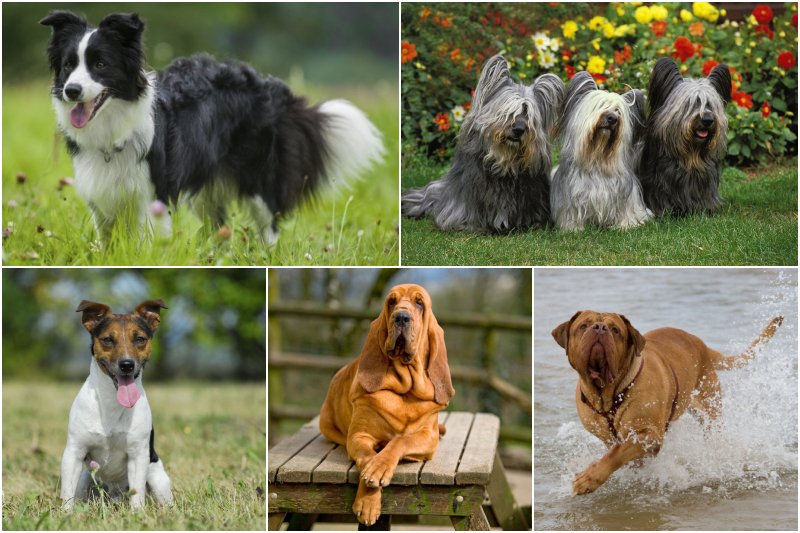 Einen Welpen adoptieren? Überlegen Sie zweimal, bevor Sie sich für diese Rassen entscheiden | Alamy Stock Photo by Tierfotoagentur/S. Starick & Arco/G. Lacz/Imagebroker & Tierfotoagentur/S. Starick & Farlap & Ernie Janes