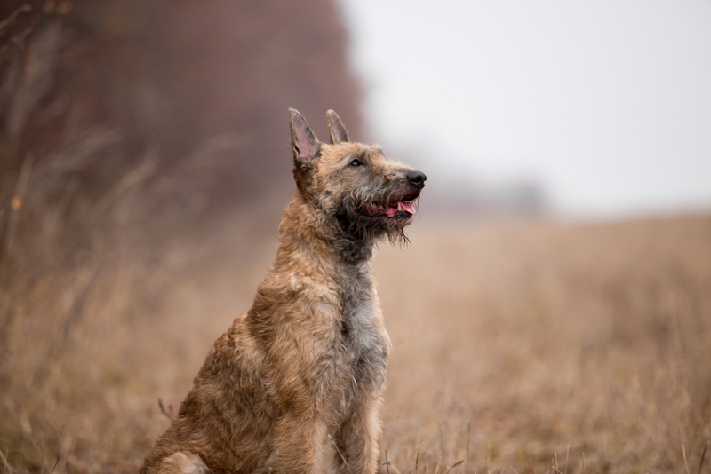 Belgischer Laekenois | Marry Kolesnik/Shutterstock