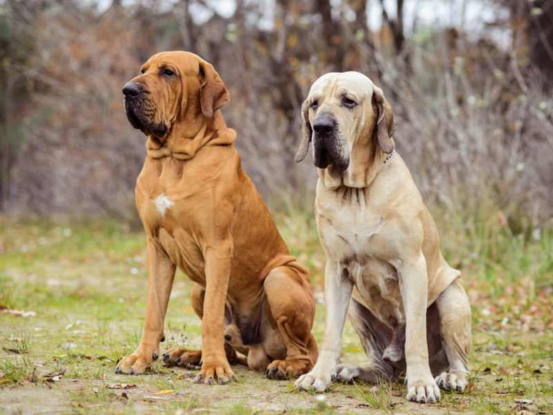 Fila Brasileiro | Adobe Stock Photo by olgagorovenko