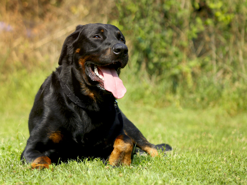 Beauceron | Jan Dix/Shutterstock