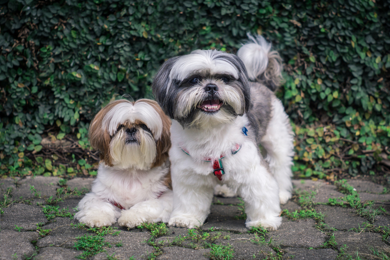 Shih Tzu | Larissa Chilanti/Shutterstock 