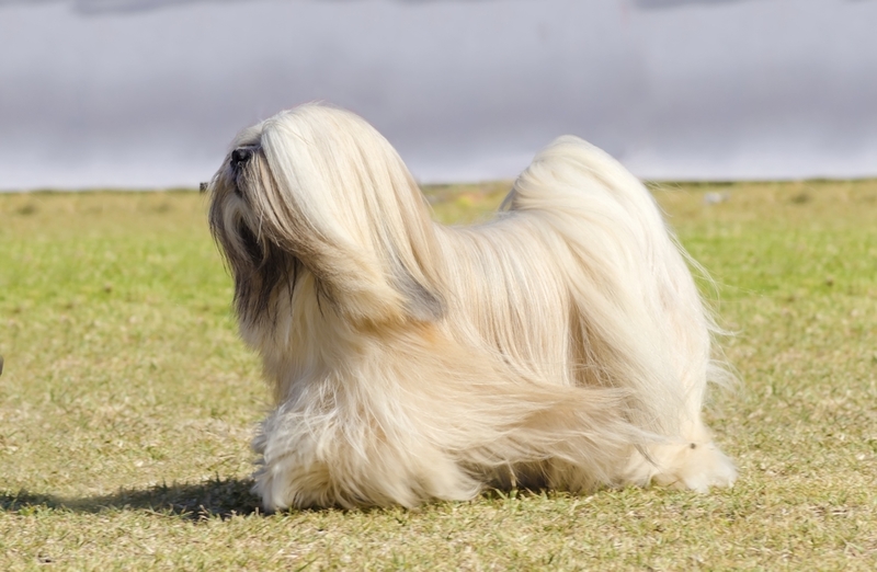 Lhasa Apsos | f8grapher/Shutterstock 