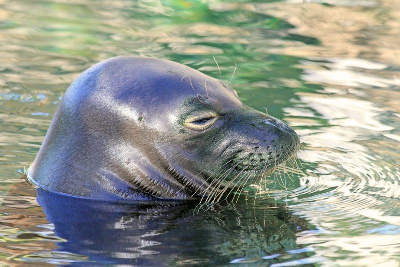 Como focas bajo el agua | Alamy Stock Photo by malgorzata litkowska 