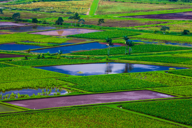 El suelo de Hawái vale más de lo que crees | Alamy Stock Photo by imageBROKER.com GmbH & Co. KG/Karlheinz Irlmeier