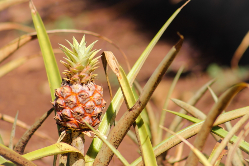 ¡Las piñas no son hawaianas! | Alamy Stock Photo by Molly Marshall 