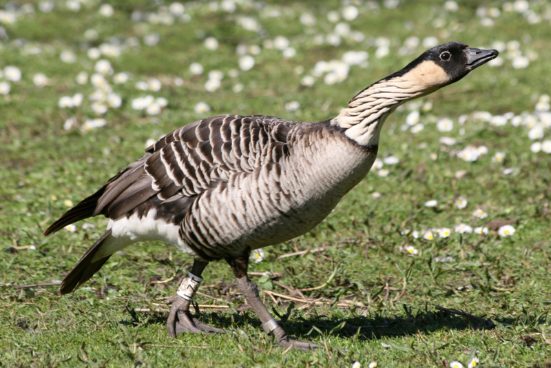 El ganso Nene | Alamy Stock Photo by Sabena Jane Blackbird