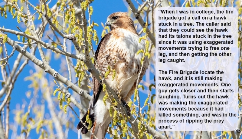 What Do You Mean “A Bird Stuck in a Tree”? | Shutterstock