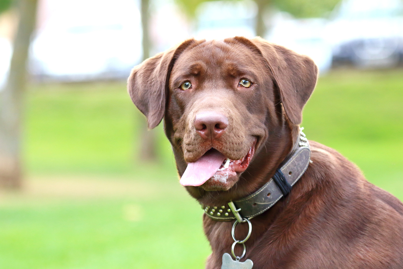 Labrador Retriever | Shutterstock Photo by David Pegzlz