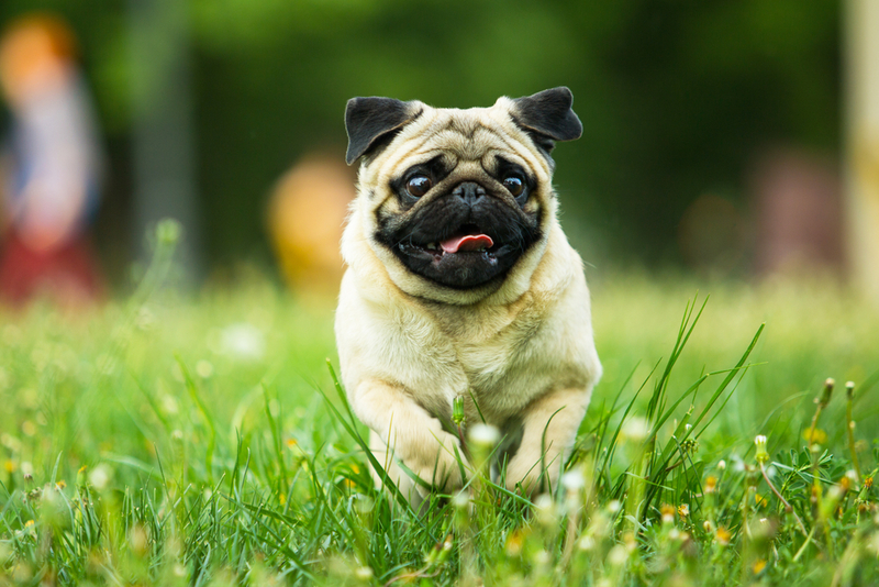 Pug | Shutterstock Photo by Poltavets Anastasiia