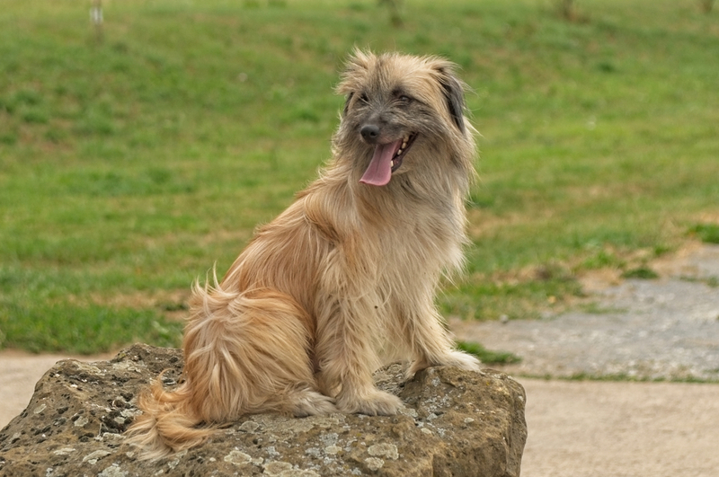 Pyrenean Shepherd | Shutterstock Photo by Klaus Feurich