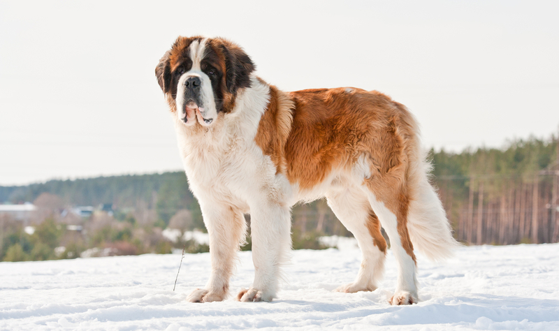 Saint Bernard | Shutterstock Photo by Rita_Kochmarjova