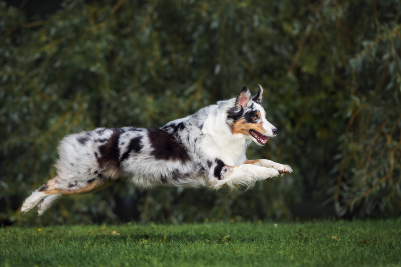 Australian Shepherd | Shutterstock Photo by otsphoto