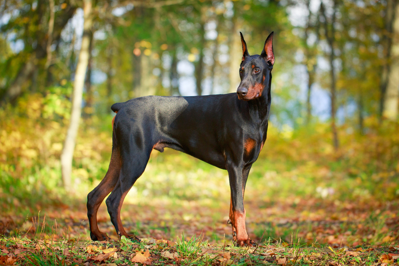 Doberman Pinscher | Shutterstock Photo by DragoNika