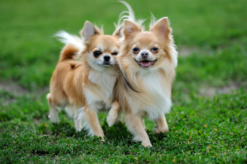 Chihuahua | Shutterstock Photo by Volodymyr Burdiak