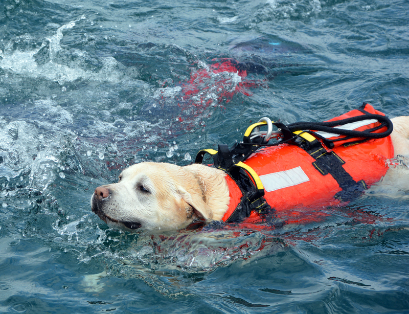 These Dogs Jump From Helicopters to Save People | Shutterstock Photo by meunierd