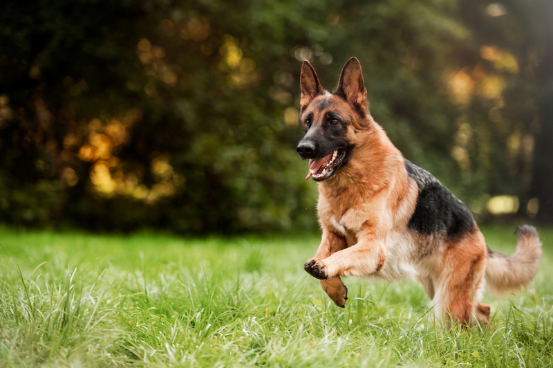 German Shepherd | Shutterstock Photo by ANNA TITOVA