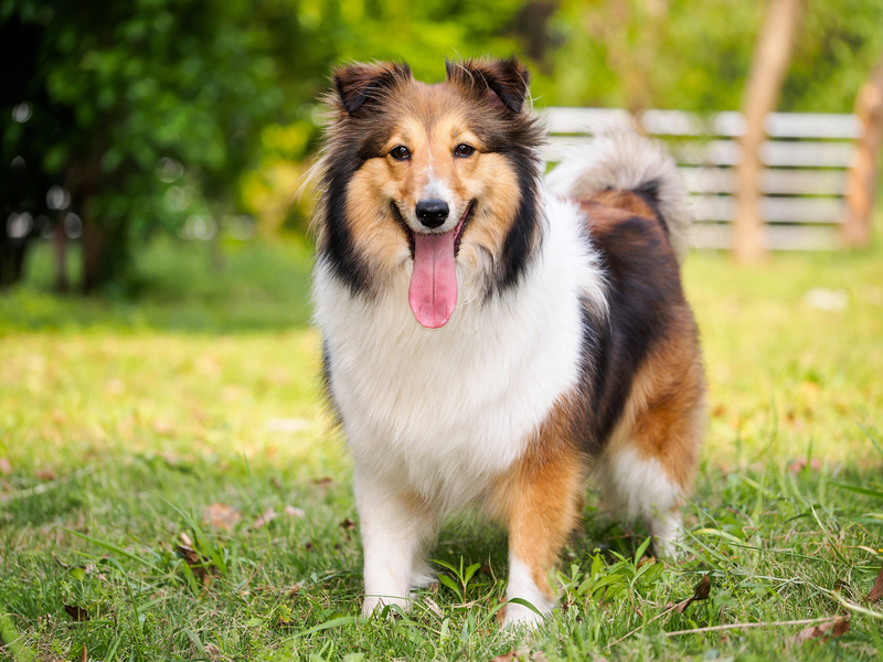 Shetland Sheepdog | Shutterstock Photo by atiger