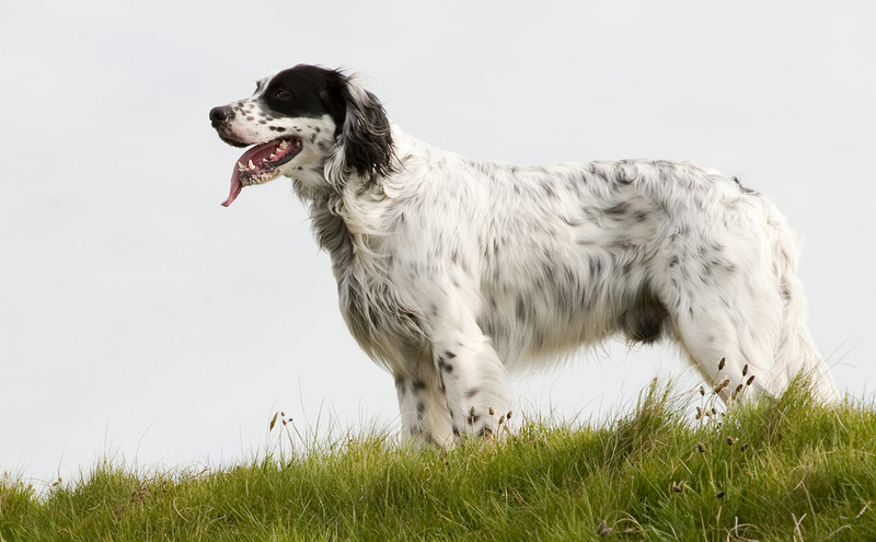 English Setter | Shutterstock Photo by Jan Ke