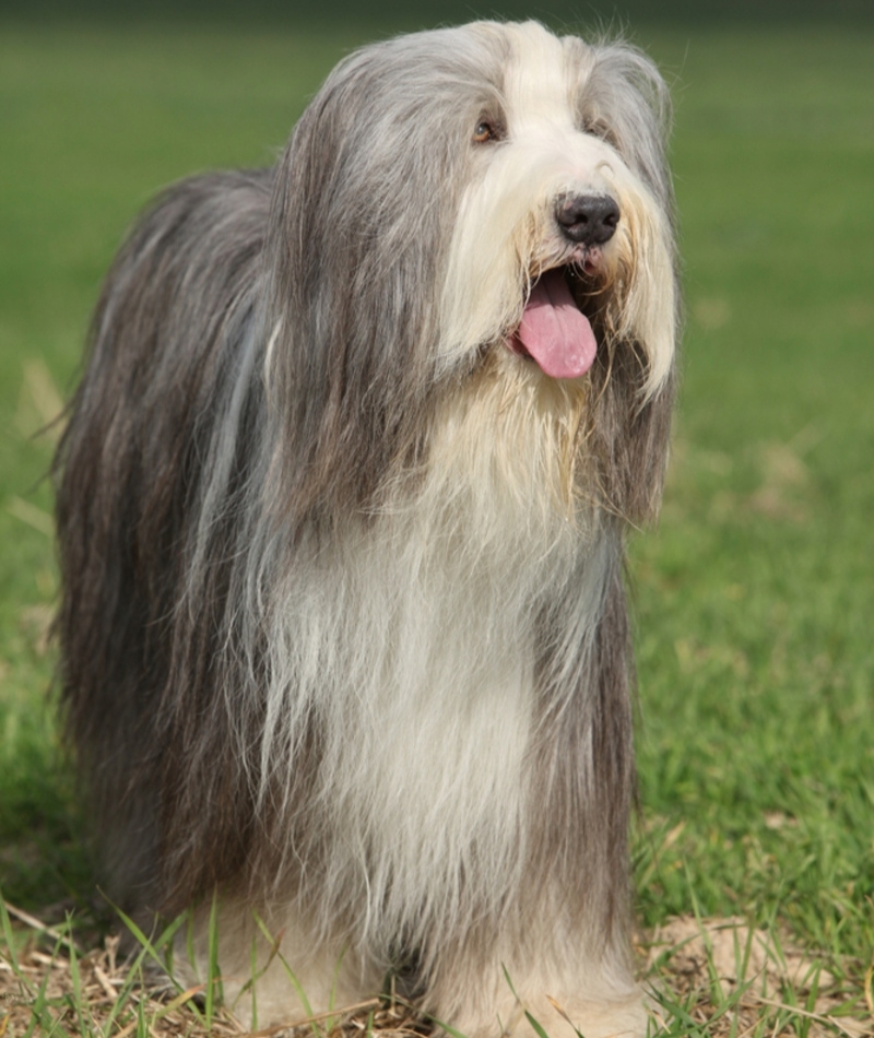 Bearded Collie | Shutterstock Photo by Zuzule