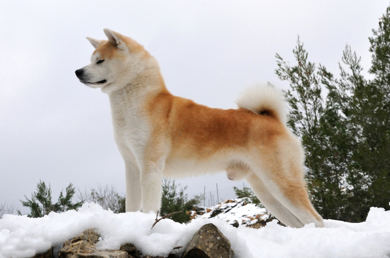 Akita Inu | Shutterstock Photo by PardoY