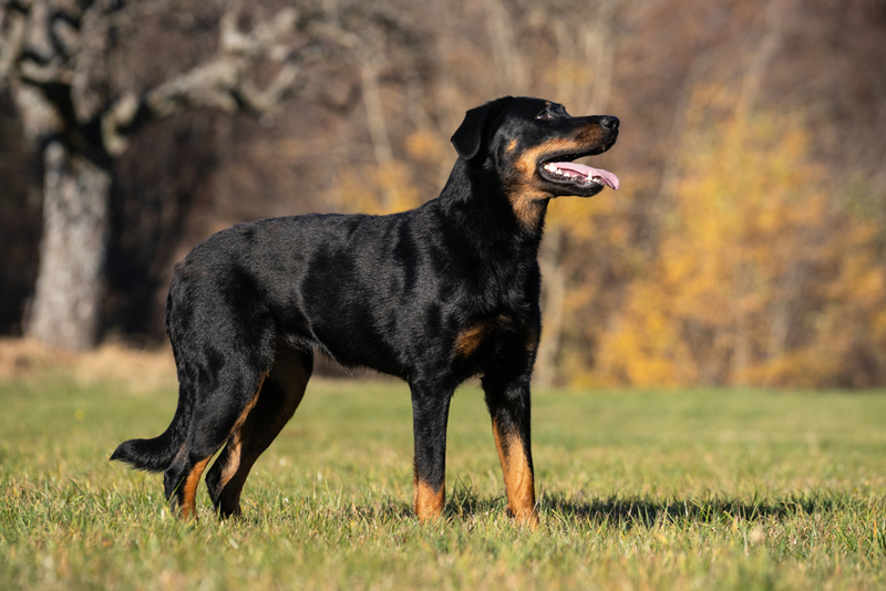 Beauceron | Shutterstock Photo by Bildagentur Zoonar GmbH