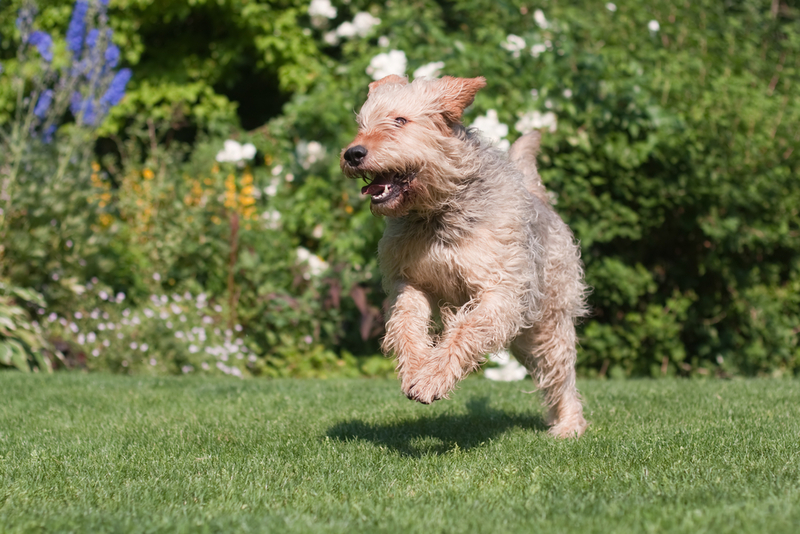 Otterhound | Shutterstock Photo by Christian Mueller