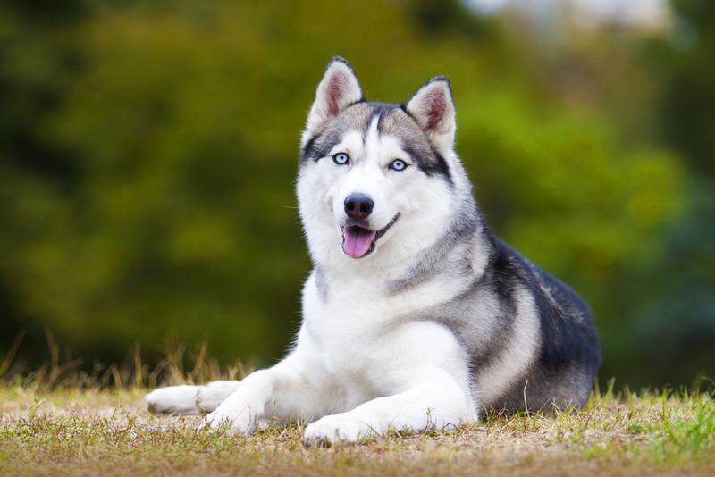 Siberian Husky | Shutterstock Photo by Sbolotova