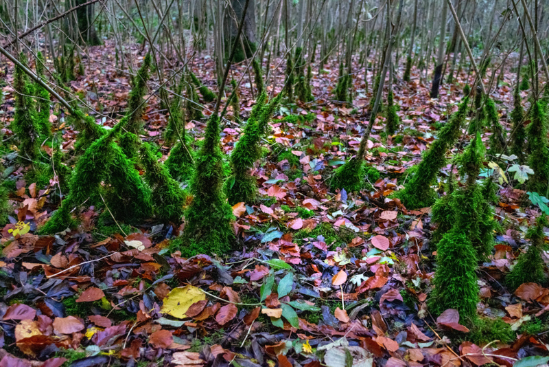 Little Trees | Alamy Stock Photo by JOY WALKER