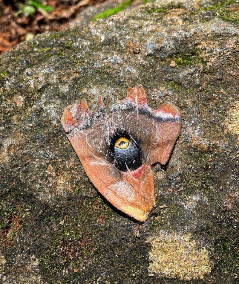 Here’s Looking at You | Instagram/@wildflower.in.the.wilderness