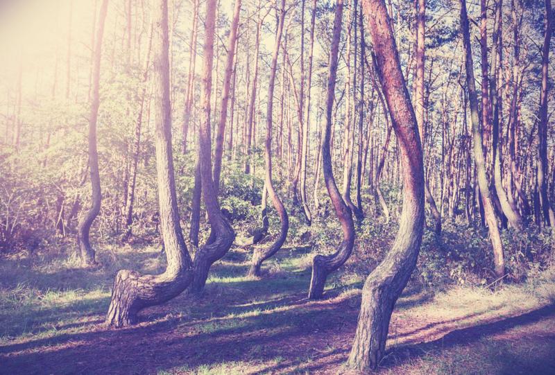 Crooked Trees | Alamy Stock Photo by Maciej Bledowski