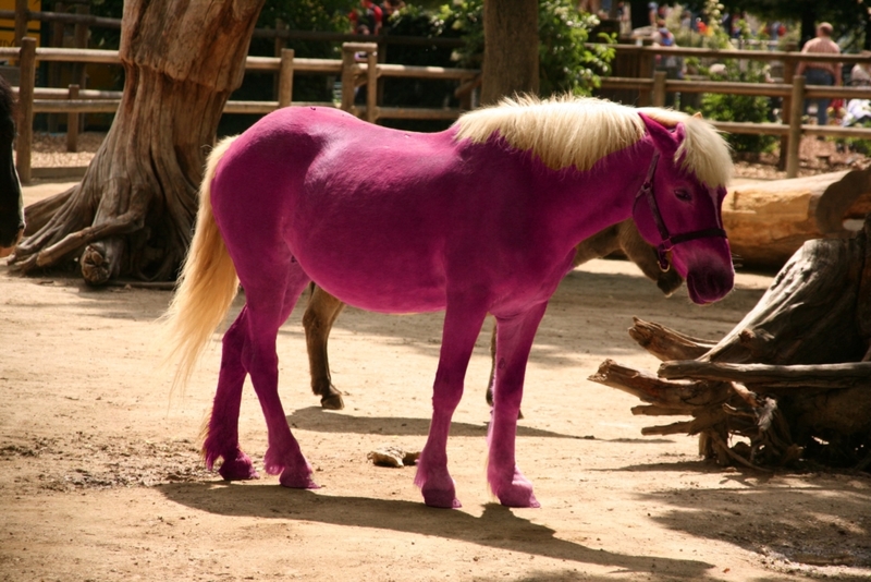 Pintó con spray a los caballos | Flickr Photo by Pascal Terjan